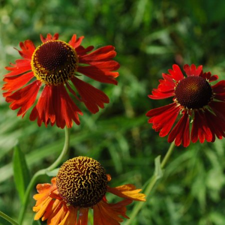 [0] Helenium 'Rubinzwerg' - Sonnenbraut