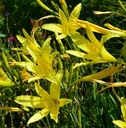 Hemerocallis citrina - Zitronen-Taglilie