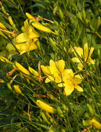 [0] Hemerocallis lilioasphodelus - Wiesen-Taglilie