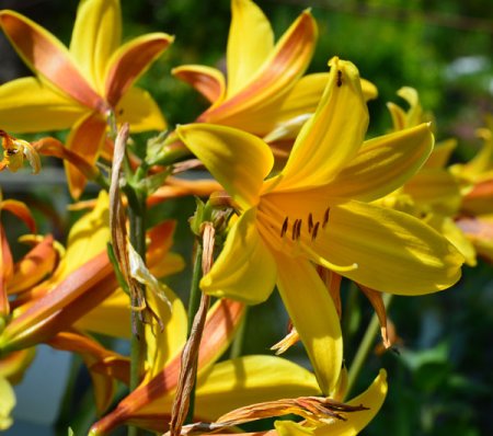 [0] Hemerocallis middendorffii - Taglilie