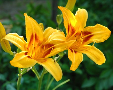 [0] Hemerocallis 'Bonanza' - Taglilie