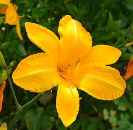 [0] Hemerocallis 'Cartwheels' - Taglilie