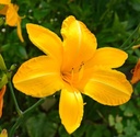 Hemerocallis 'Cartwheels' - Taglilie