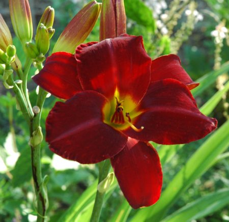 [0] Hemerocallis 'Chicago Comanche' - Taglilie
