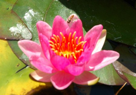 [0] Nymphaea 'Laydekeri Rosea' - Seerose