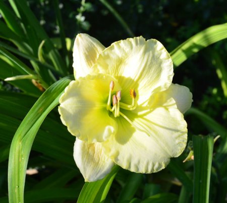 [0] Hemerocallis 'Cool It' - Taglilie
