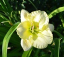Hemerocallis 'Cool It' - Taglilie