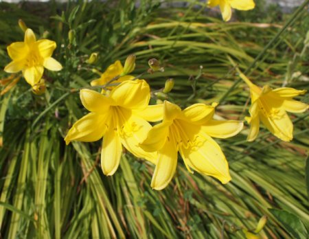 [0] Hemerocallis 'Corky' - Taglilie