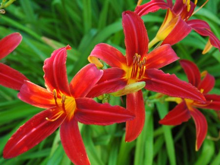 [0] Hemerocallis 'Crimson Pirate' - Taglilie