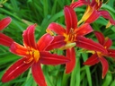 Hemerocallis 'Crimson Pirate' - Taglilie