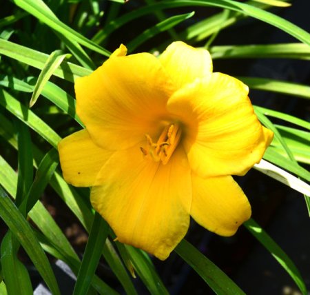 [0] Hemerocallis 'Eenie Weenie Non-Stop' - Taglilie