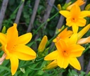 Hemerocallis 'Earlianna' - Taglilie