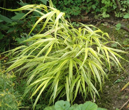 [0] Hakonechloa macra 'Naomi' - Japan-Berggras
