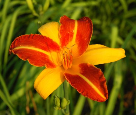 [0] Hemerocallis 'Frans Hals' - Taglilie