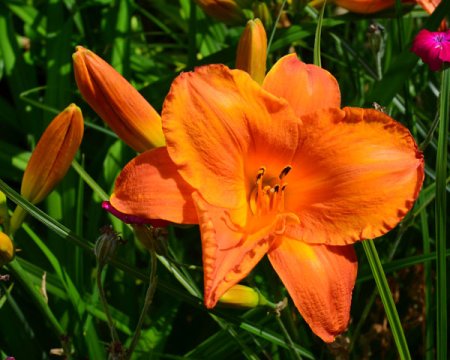 [0] Hemerocallis 'Mauna Loa'' - Taglilie