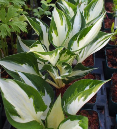 [0] Hosta 'Fire and Ice' - Funkie