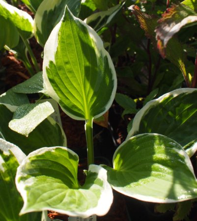 [0] Hosta 'Patriot' - Funkie