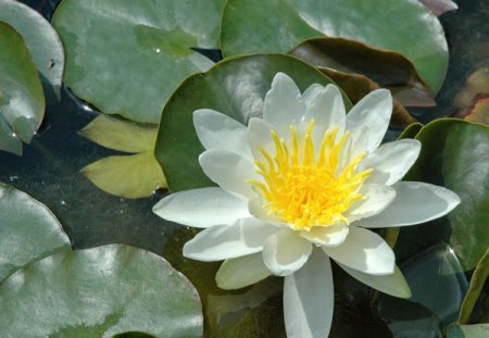 [0] Nymphaea 'Marliacea Albida' - Seerose