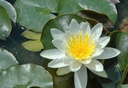 Nymphaea 'Marliacea Albida' - Seerose