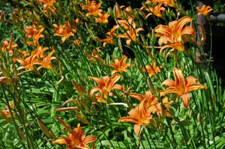 [0] Hemerocallis fulva - Taglilie