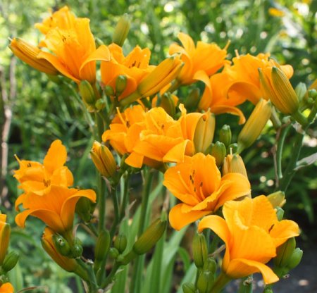 [0] Hemerocallis 'Sun Pixie' - Taglilie