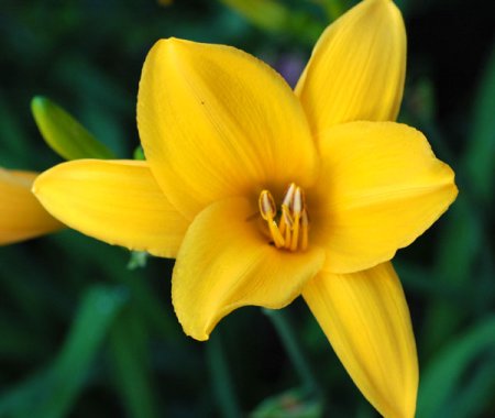 [0] Hemerocallis 'Stella d'Oro' - Taglilie