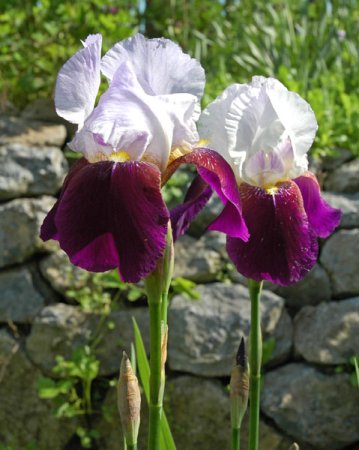[0] Iris (Barbata-Elatior) 'Headlines' - Hohe Bart-Schwertlilie
