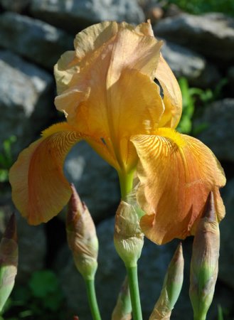 [0] Iris (Barbata-Elatior) 'Nightingale' - Hohe Bart-Schwertlilie