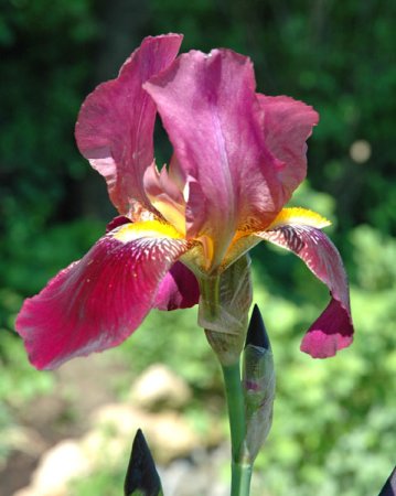 [0] Iris (Barbata-Elatior) 'Voltigeur' - Hohe Bart-Schwertlilie