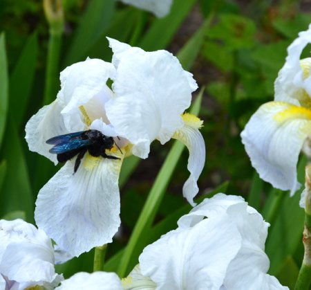 [0] Iris (Barbata-Elatior) 'Florentina' - Veilchenwurz