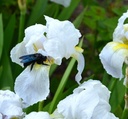 Iris (Barbata-Elatior) 'Florentina' - Veilchenwurz