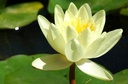 Nymphaea 'Marliacea Chromatella' - Seerose