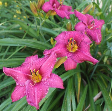 [0] Hemerocallis 'Summer Wine' - Taglilie