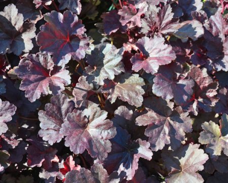 [0] Heuchera 'Obsidian' ® - Purpurglöckchen