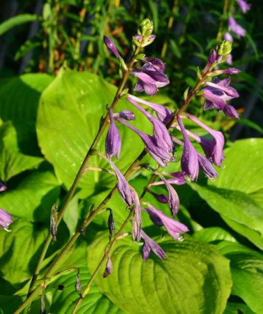[0] Hosta clausa var. normalis - Korea-Funkie