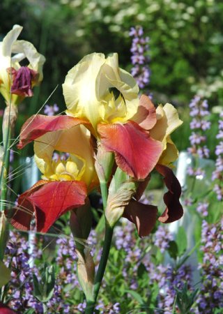 [0] Iris (Barbata-Elatior) 'Broadway Star' - Hohe Bart-Schwertlilie