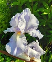 Iris (Barbata-Elatior) 'Eleanor's Pride' - Hohe Bart-Schwertlilie