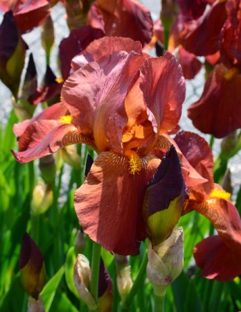 [0] Iris (Barbata-Elatior) 'Fuchsjagd' - Hohe Bart-Schwertlilie
