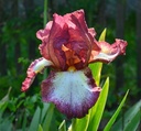 Iris (Barbata-Elatior) 'Pascha' - Hohe Bart-Schwertlilie