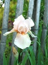 Iris (Barbata-Elatior) 'Rosenquarz' - Hohe Bart-Schwertlilie