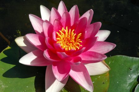 [0] Nymphaea 'Meteor' - Seerose