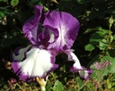 Iris (Barbata-Elatior) 'Stepping Out' - Hohe Bart-Schwertlilie