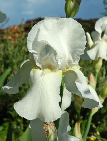 [0] Iris (Barbata-Elatior) 'Cliffs of Dover' - Hohe Bart-Schwertlilie