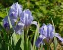 Iris (Barbata-Nana) 'Baby Doll' - Zwerg-Bart-Schwertlilie