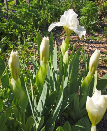 [0] Iris (Barbata-Nana) 'Bright White' - Zwerg-Bart-Schwertlilie