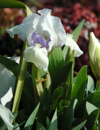 [0] Iris (Barbata-Nana) 'Knick-Knack' - Zwerg-Bart-Schwertlilie