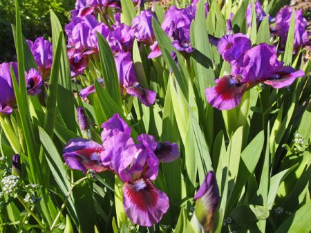[0] Iris (Barbata-Nana) 'Magic Dot' - Zwerg-Bart-Schwertlilie