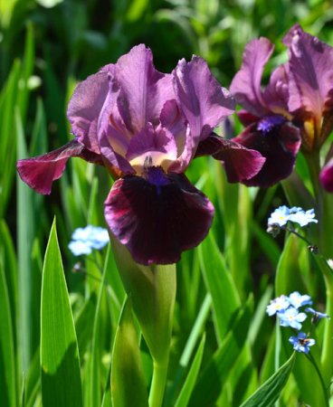 [0] Iris (Barbata-Nana) 'Regards' - Zwerg-Bart-Schwertlilie