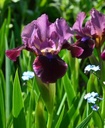 Iris (Barbata-Nana) 'Regards' - Zwerg-Bart-Schwertlilie
