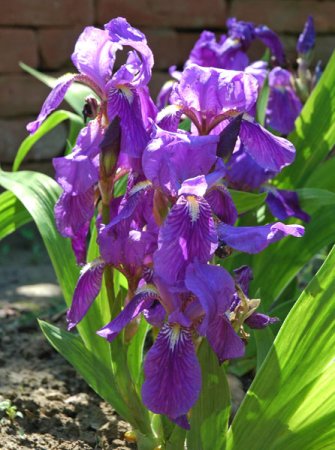 [0] Iris croatica - Kroatische Schwertlilie